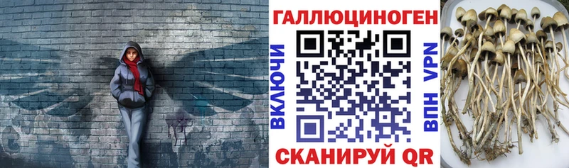даркнет телеграм  хочу   Струнино  Галлюциногенные грибы MAGIC MUSHROOMS 